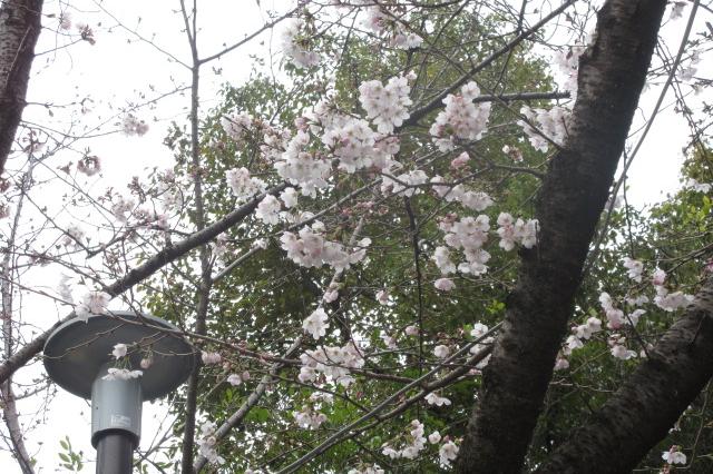 2024年3月28日（木）桜の開花状況を公開しました！
