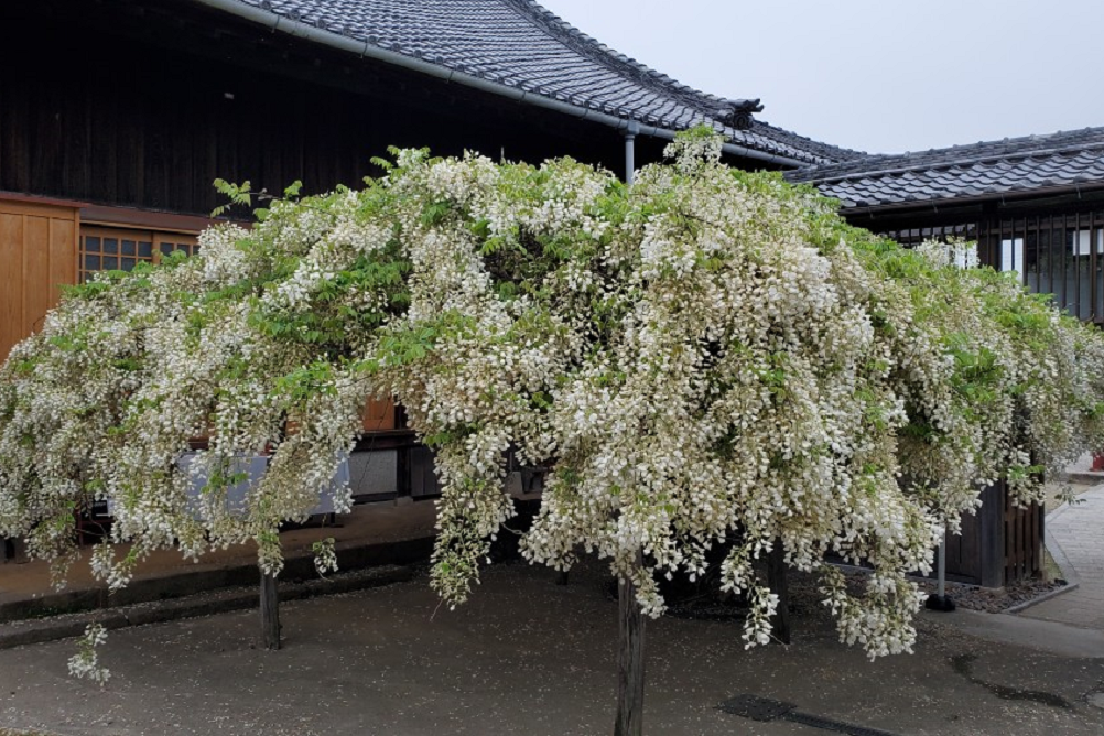 2024年4月23日（火）の松應寺「白藤」の開花状況をお知らせいたします