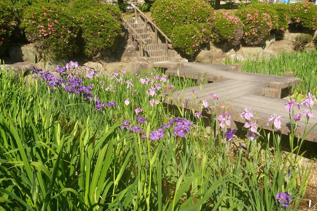 2024年の東公園花菖蒲園の開花状況をお知らせします！