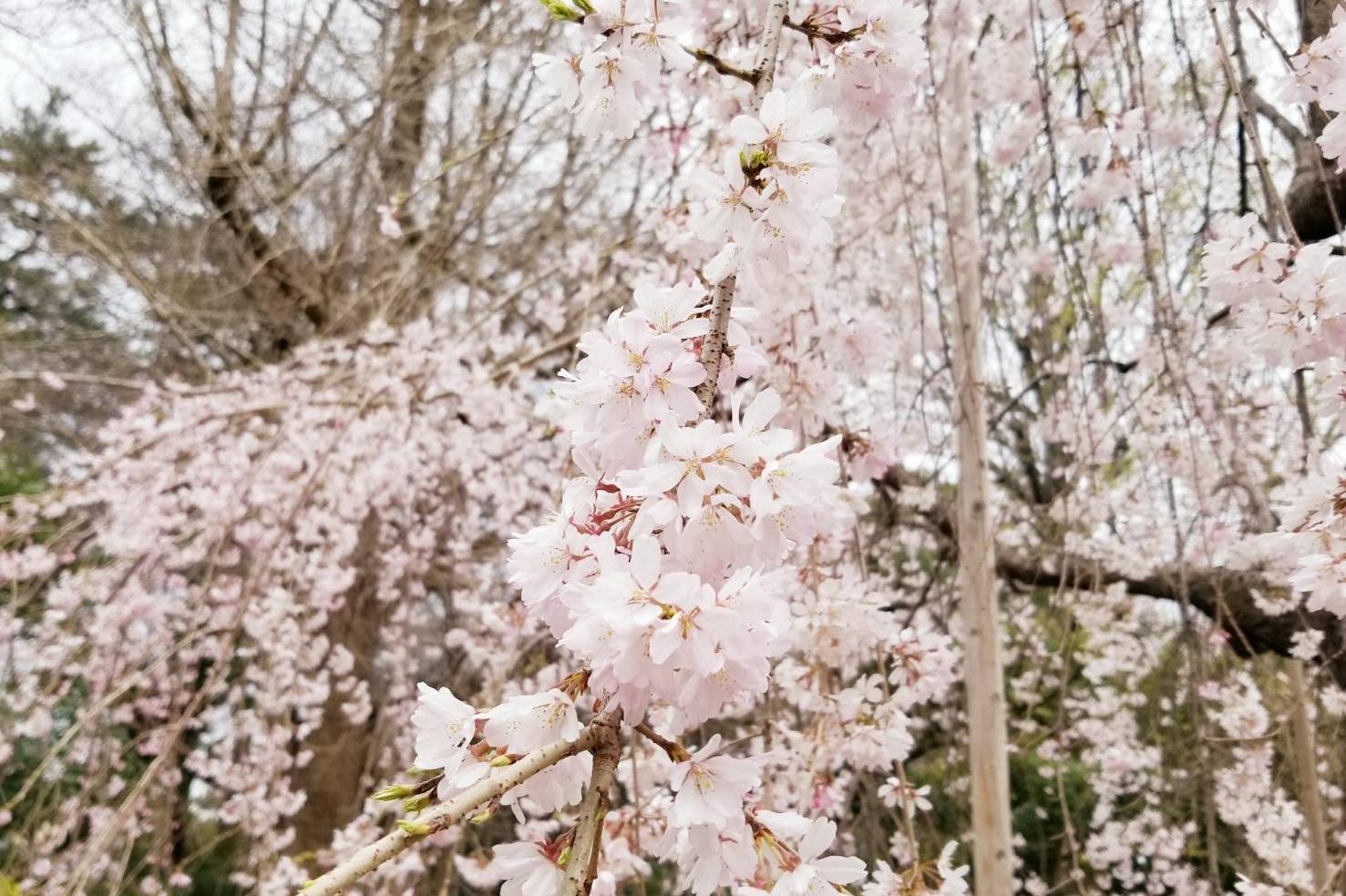 2022年3月26日（土）桜の開花状況を公開しました！