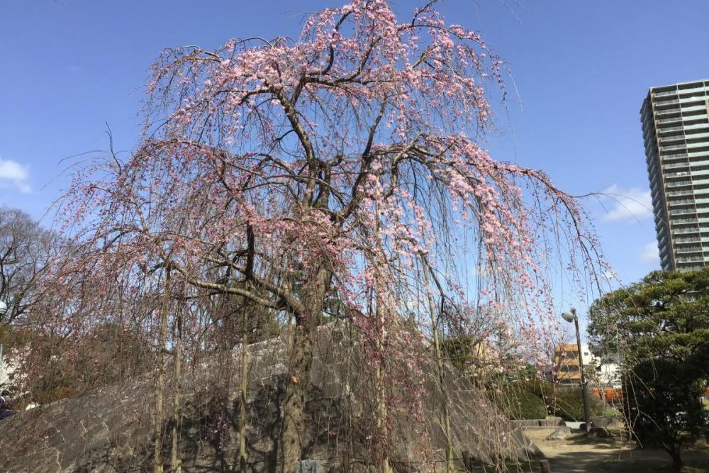 三春の滝桜も咲いてきました。