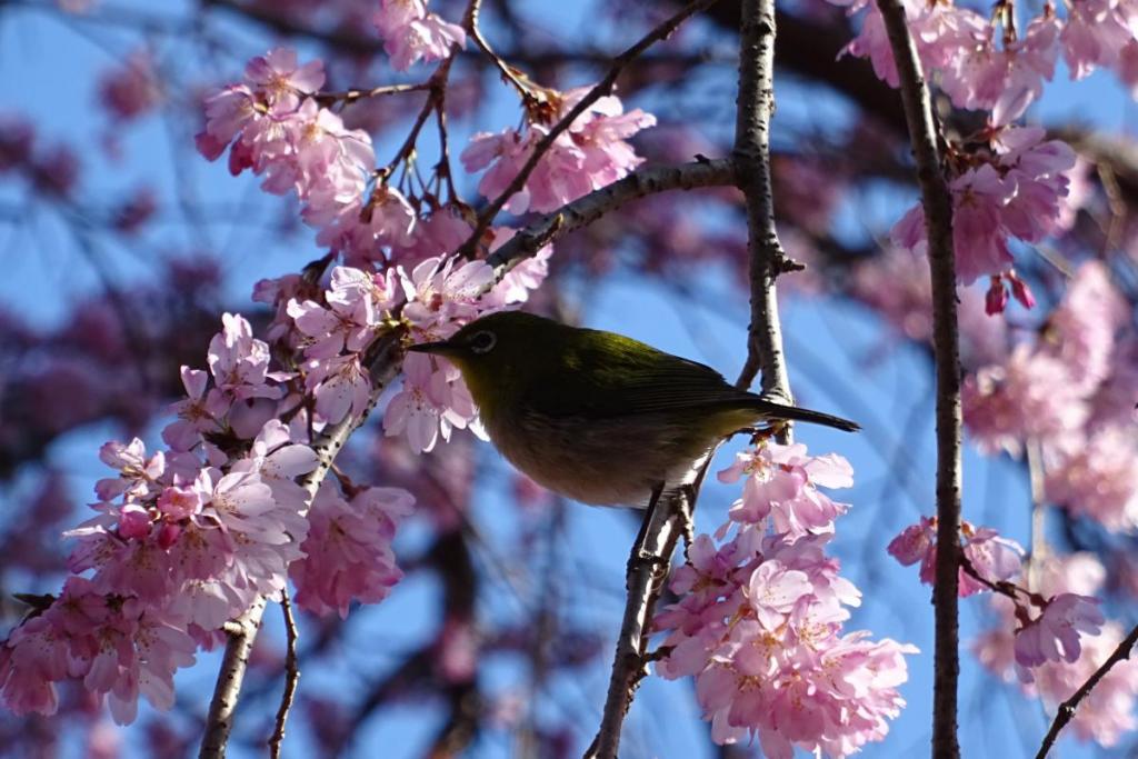 三春の滝「しだれ桜」