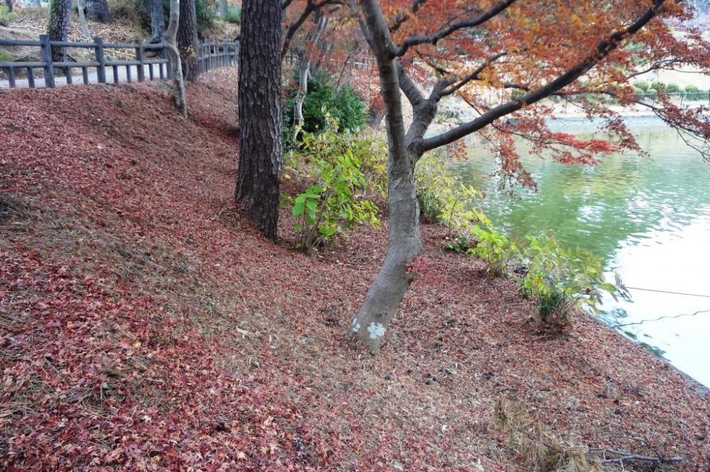 落葉がすっかり地面を覆っています。