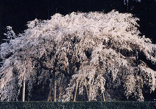 奥山田のしだれ桜