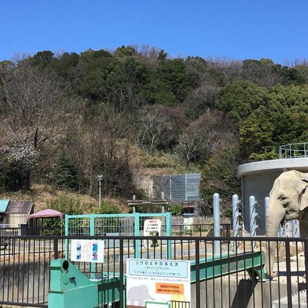 ふじ子と桜、同時に見られるのは今だけです。