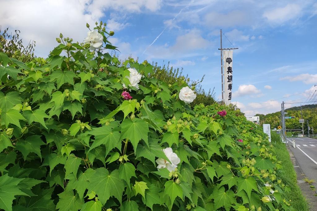 8月22日(火)のお花情報(酔芙蓉が咲き始めました)