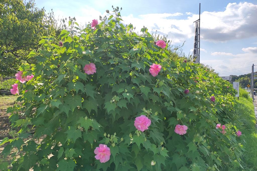 8月27日(日)のお花情報(酔芙蓉の移り変わりとナンバンギセルの様子です)