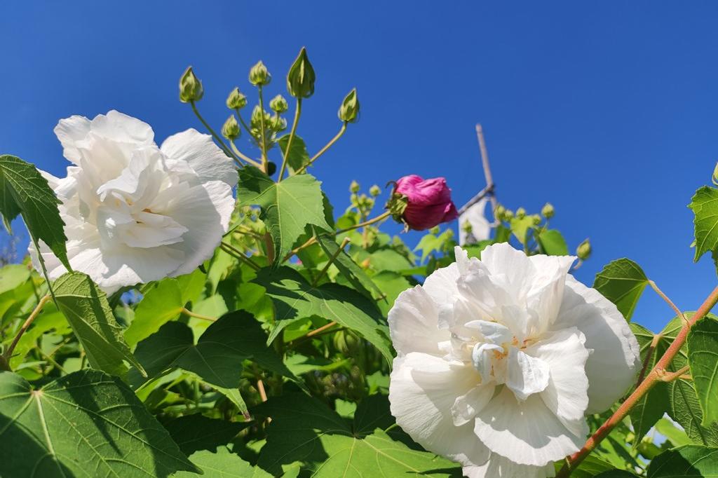 9月3日(日)のお花情報(酔芙蓉・彼岸花・ヒマワリ・サルスベリです)
