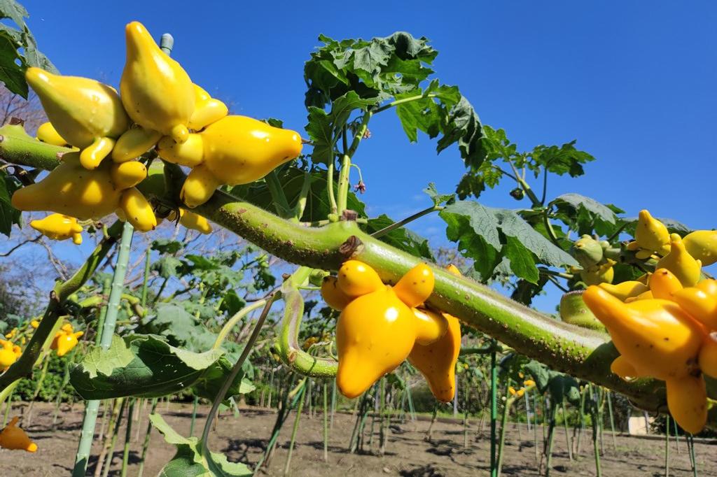 9月13日(水)のお花情報(フォックスフェイスが見頃です)