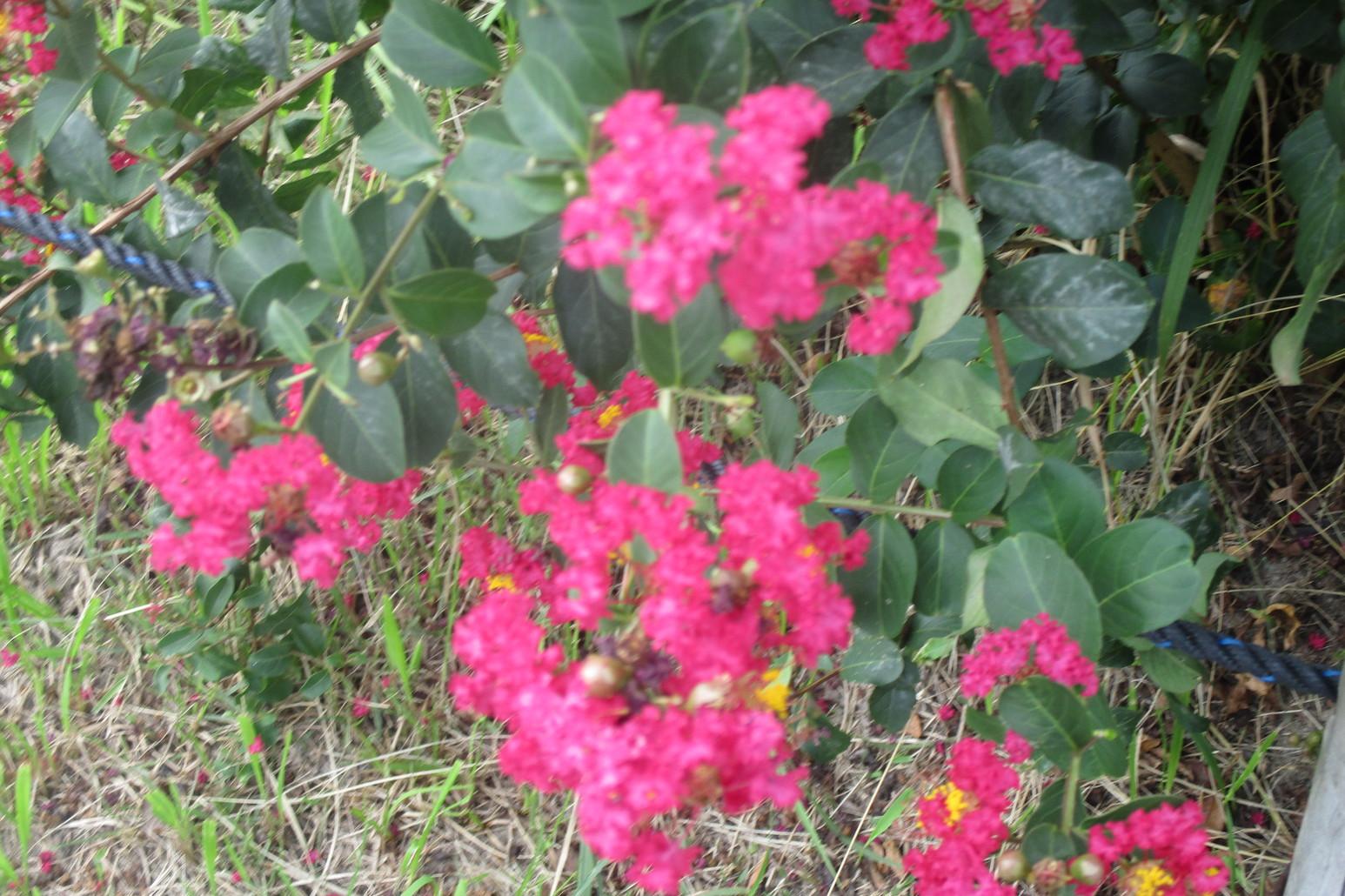2023年9月17日（日）の南公園の百日紅（サルスベリ）の開花状況です！