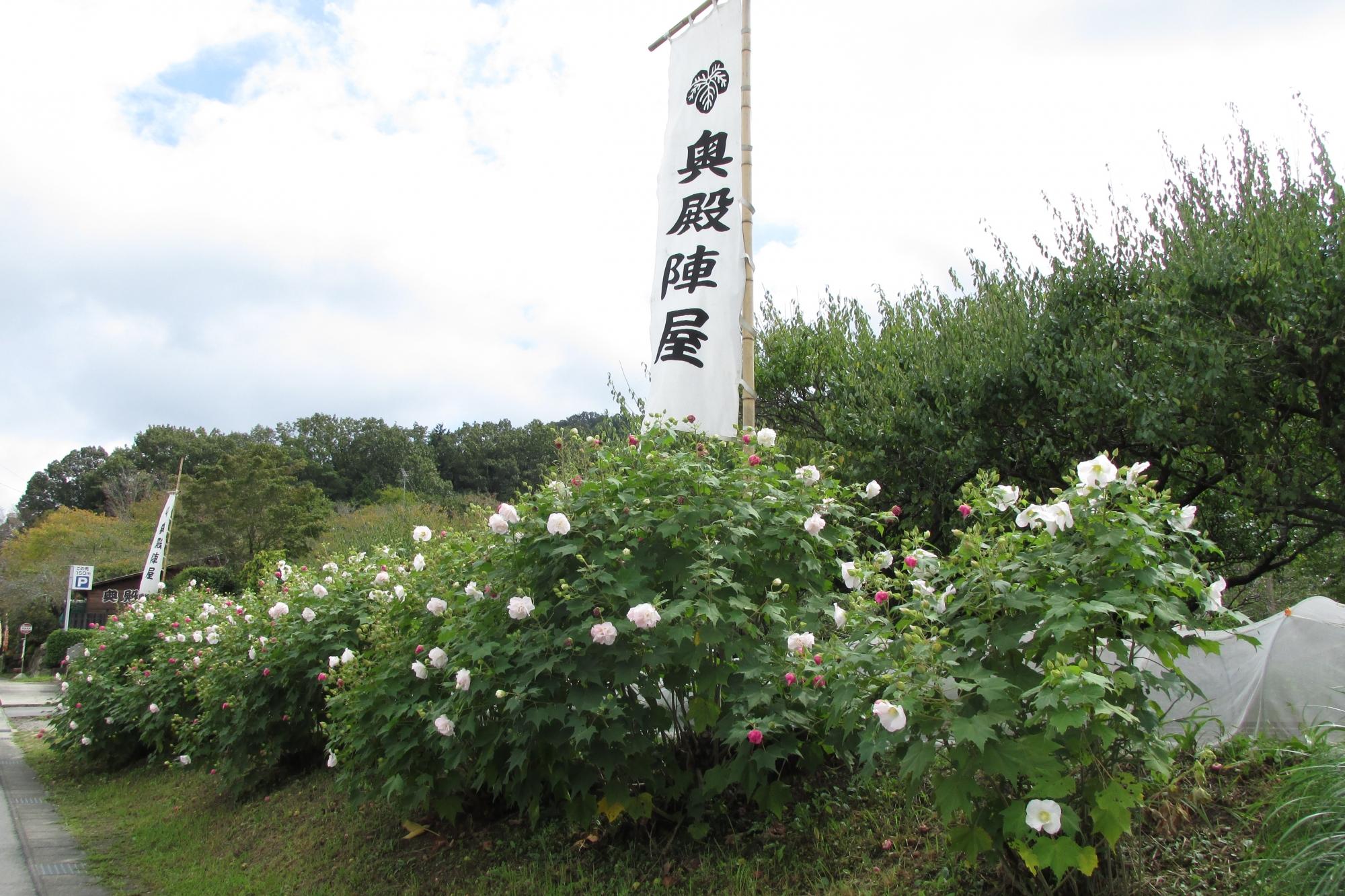 1日の中で色が変わる？？酔芙蓉の開花情報！