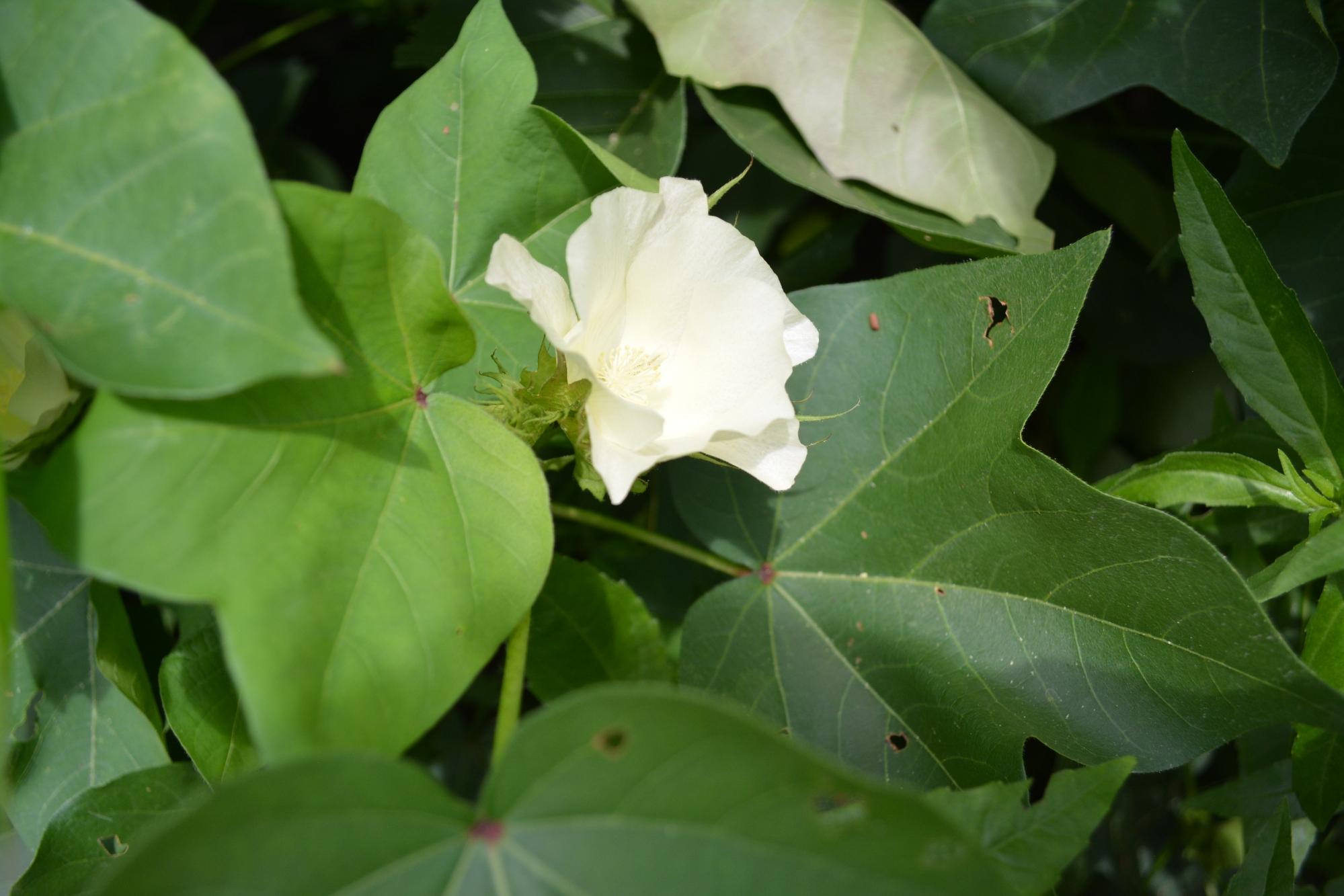 綿花の花が咲き始めました！