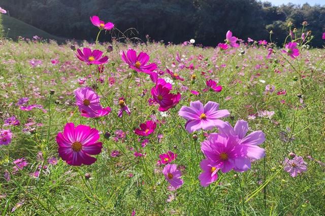 10月13日(金)のお花情報(コスモス畑とナンバンギセルです)