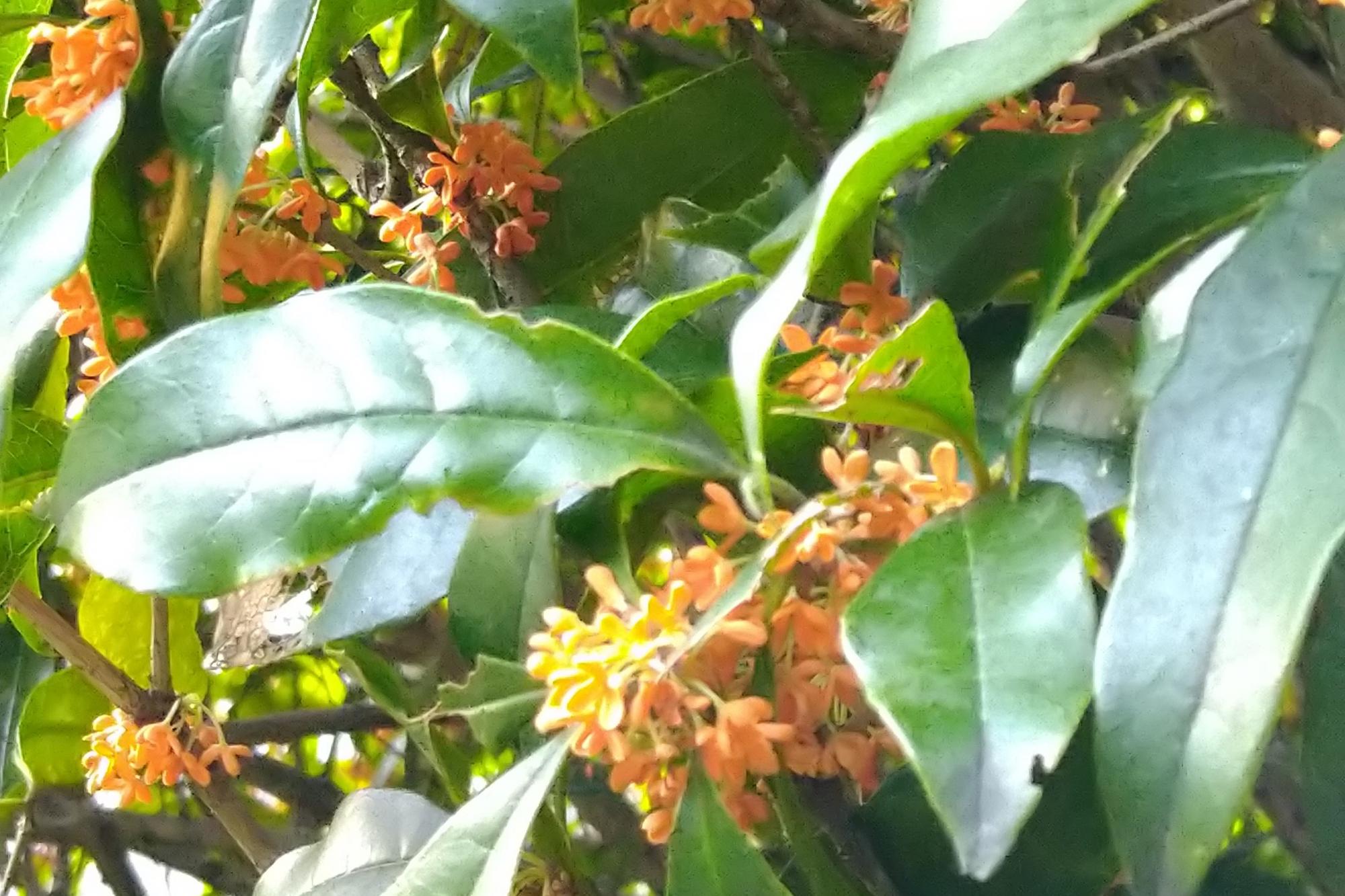 2023年10月19日　中総の開花状況