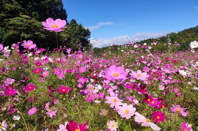 10月21日(土)のお花情報(コスモスが満開です！)