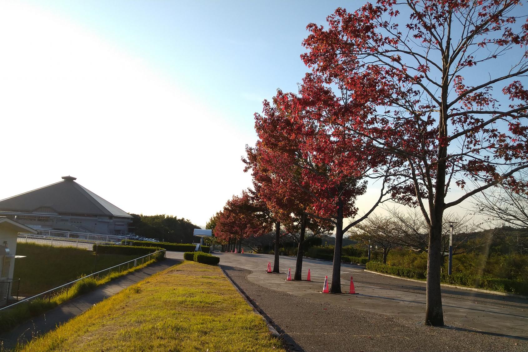 2023年10月19日　中総の紅葉状況