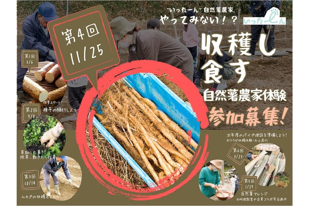11月25日(土)開催のオクオカで体験！「日本原産『自然薯』を収穫して食す“いったーん” 自然薯農家体験！」をご紹介します！