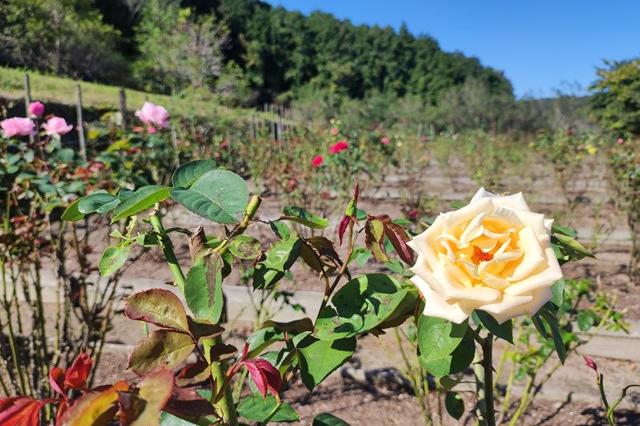 10月26日(木)のバラの開花状況です