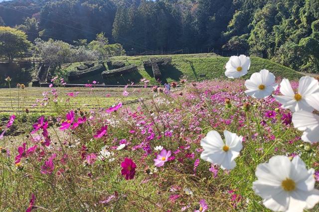 10月26日(木)のお花情報(コスモス畑と四季桜です)