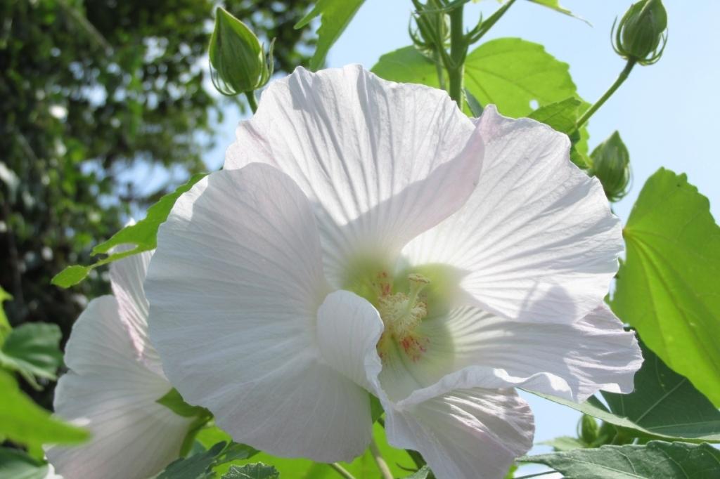 酔芙蓉（スイフヨウ）の花が増えてきました！