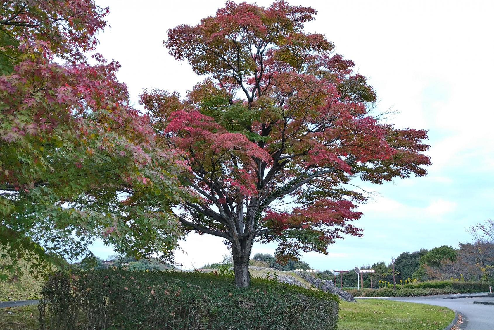 2023年11月9日　中総の紅葉状況