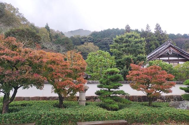 11月17日(金)の紅葉の様子です