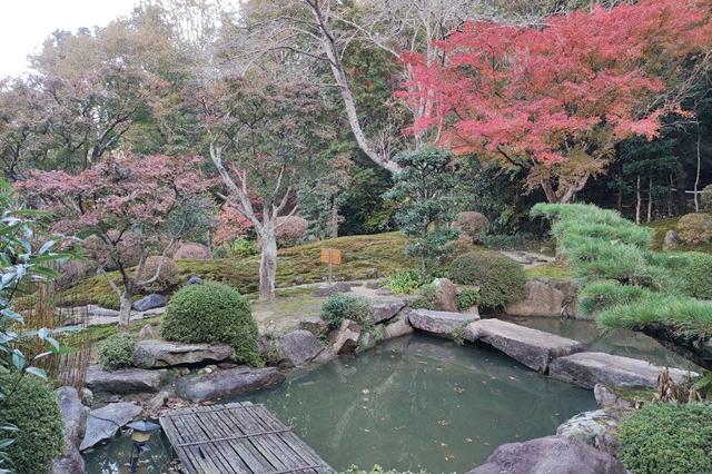 11月22日(水)の紅葉の様子です