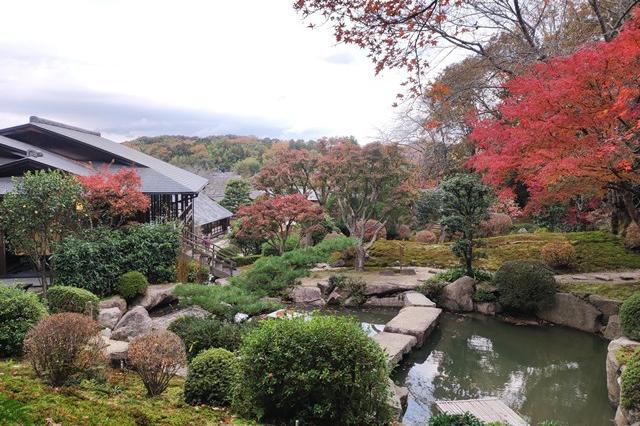 11月24日(金)の紅葉の様子です