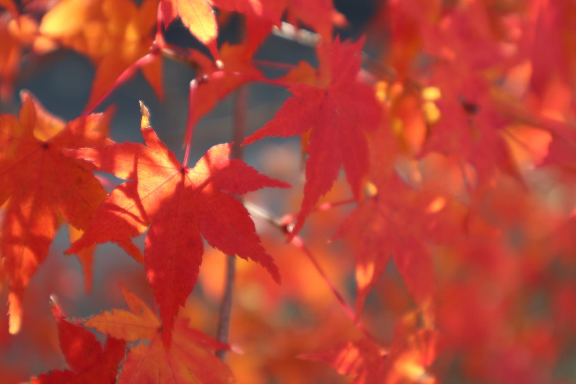 2023年11月23日　中総の紅葉状況