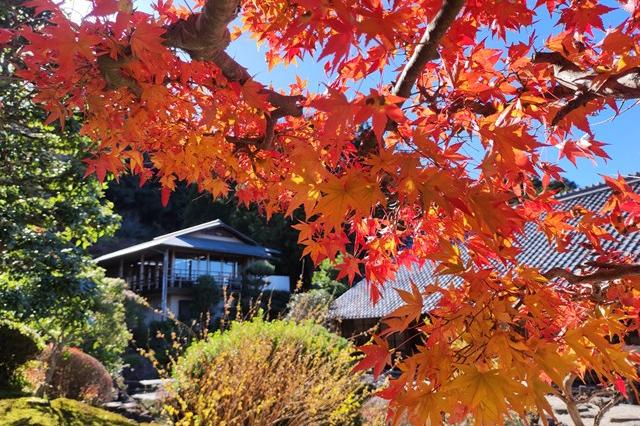 11月25日(土)の紅葉の様子です