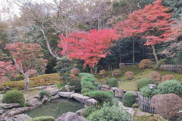 11月26日(日)の紅葉の様子と四季桜等です