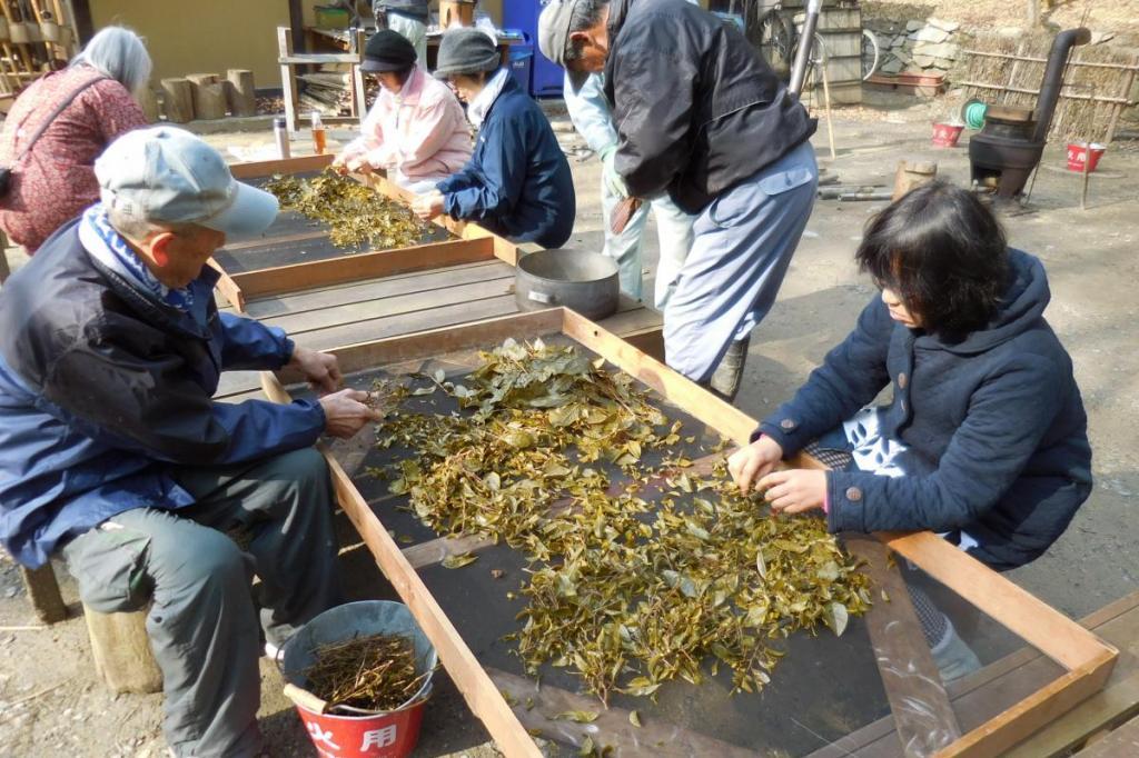 「寒茶作り体験 」を実施します！　※抽選申込み