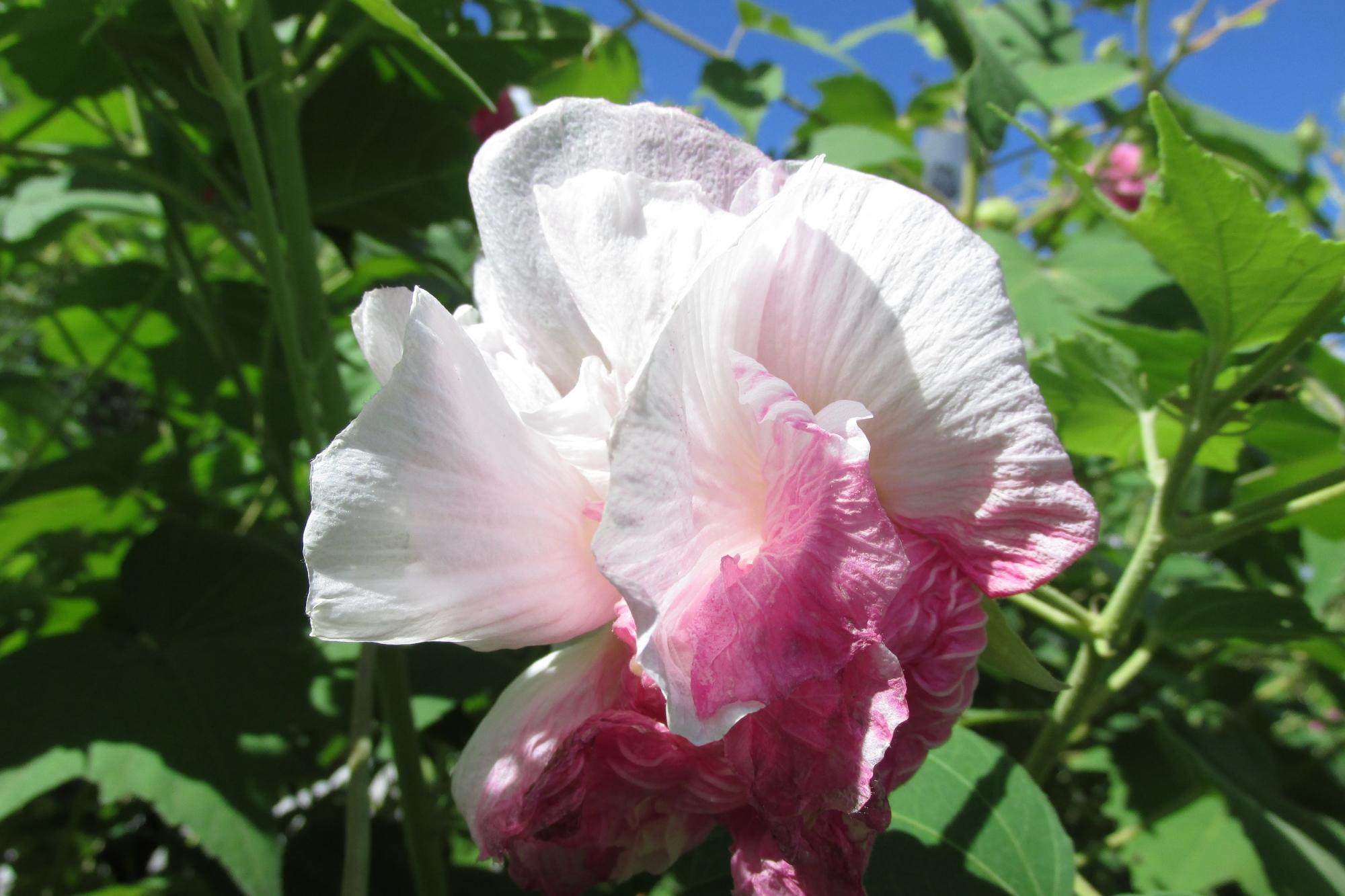 9月8日酔芙蓉（スイフヨウ）の花が見頃を迎えています！