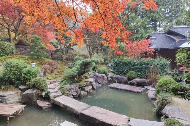 11月28日(火)の紅葉の様子です