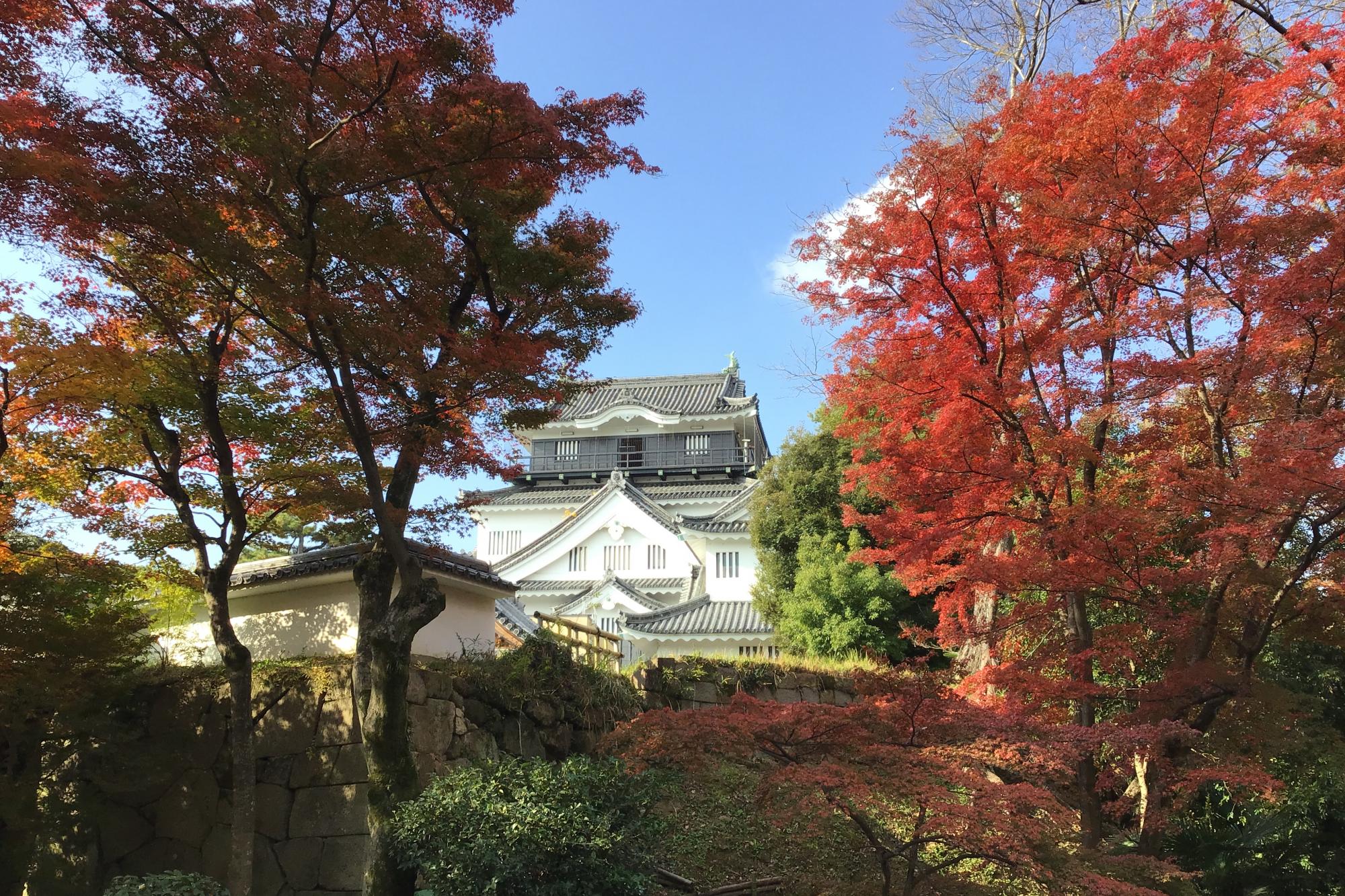 2023年11月28日（火）の紅葉状況