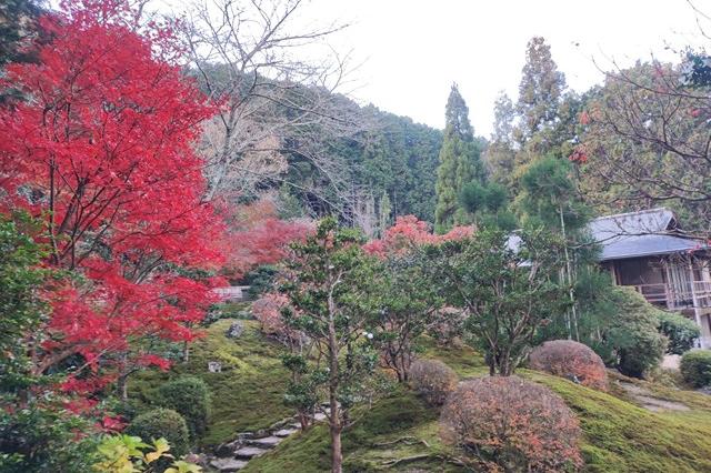 11月30日(木)の紅葉の様子です