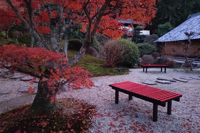 12月2日(土)の紅葉の様子です