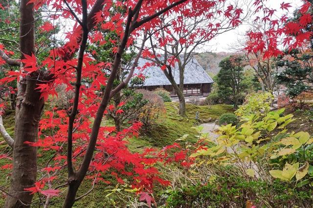 12月5日(火)の紅葉の様子です