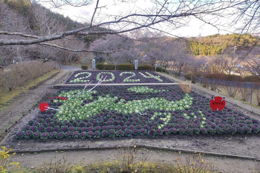 奥殿陣屋の「葉牡丹干支」。来年の干支・辰が登場しています！