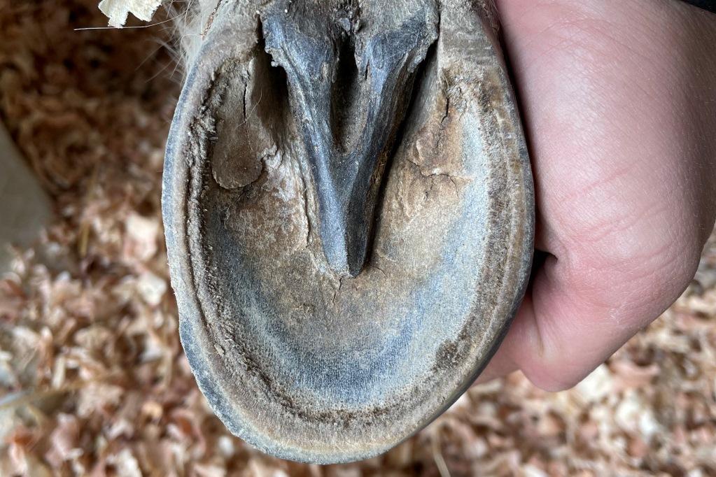 東公園動物園で体験！「くらべてみよう！「いろんな動物の足（あし）」編」に参加してみませんか。
