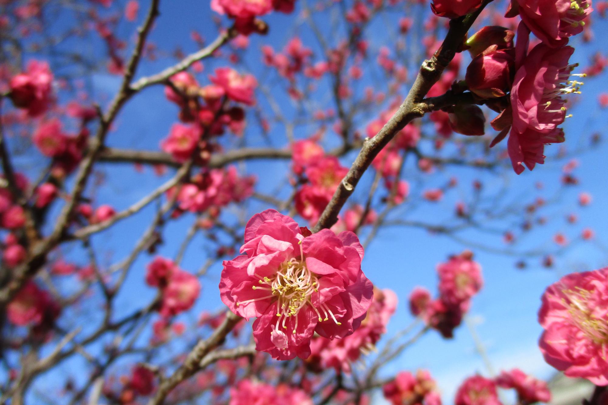 2024年1月23日現在の葵梅林の梅の開花状況です！