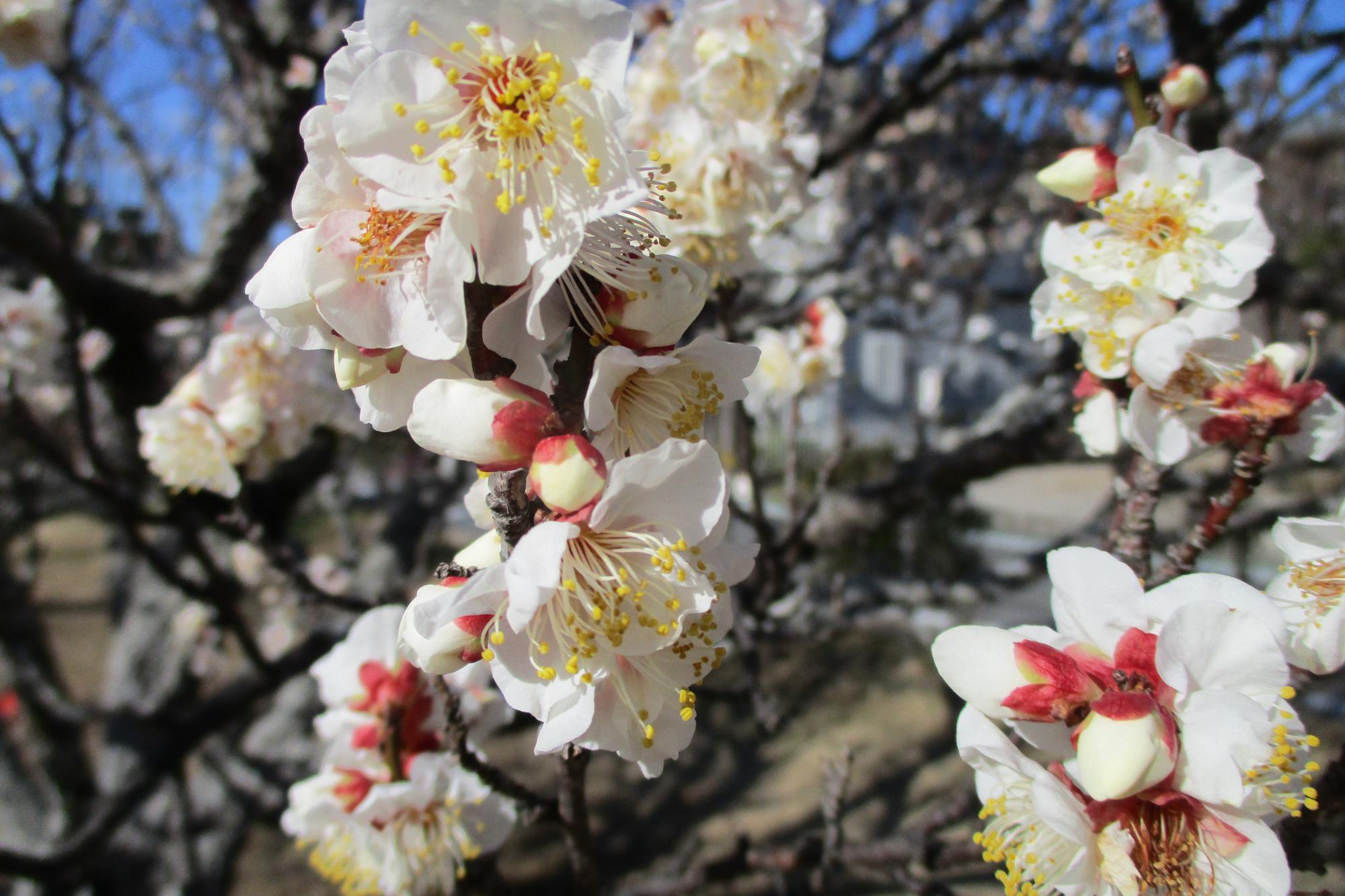 2024年1月26日現在の葵梅林の梅の開花状況です！