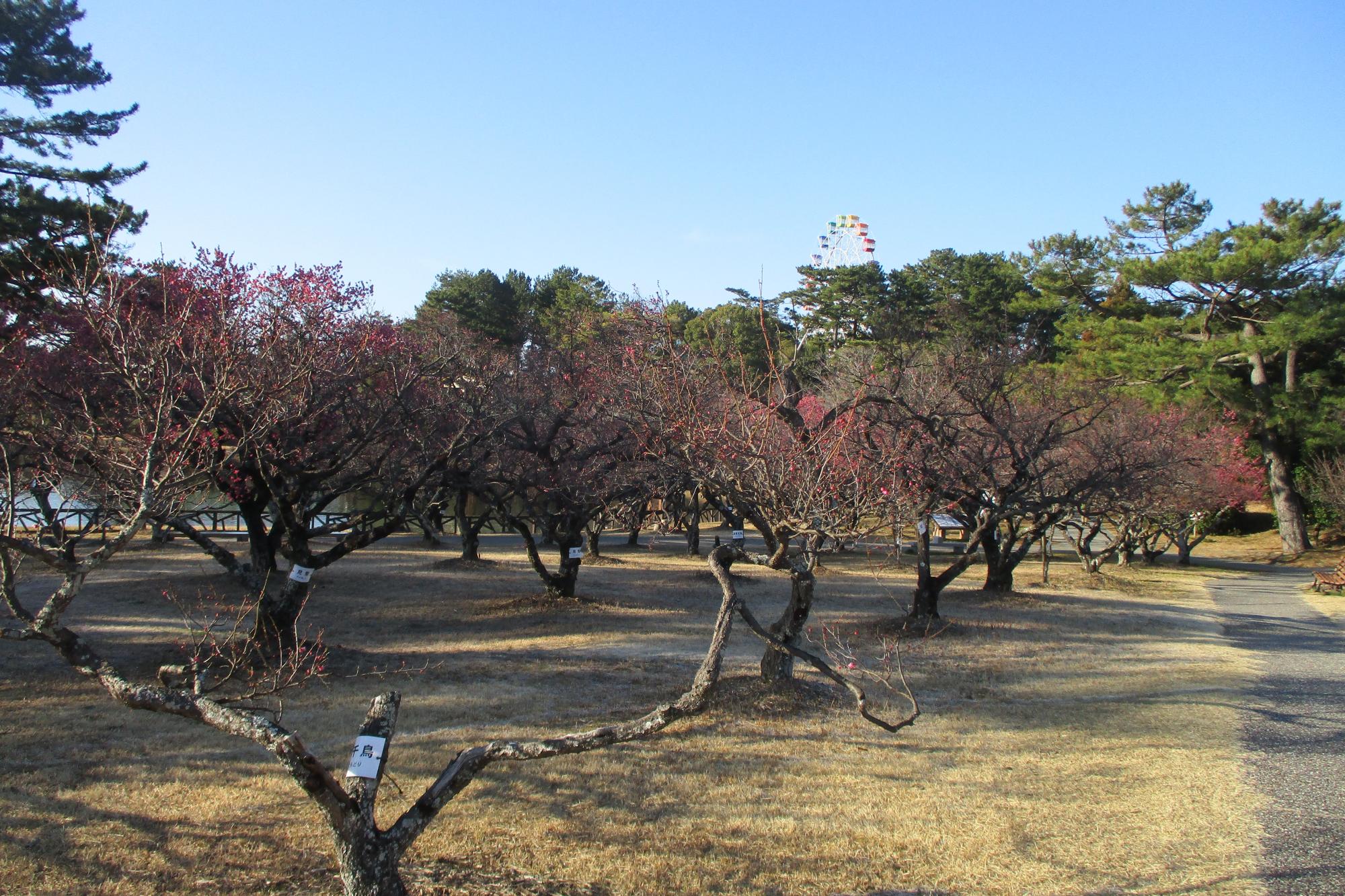 2024年1月30日現在の葵梅林の梅の開花状況です！