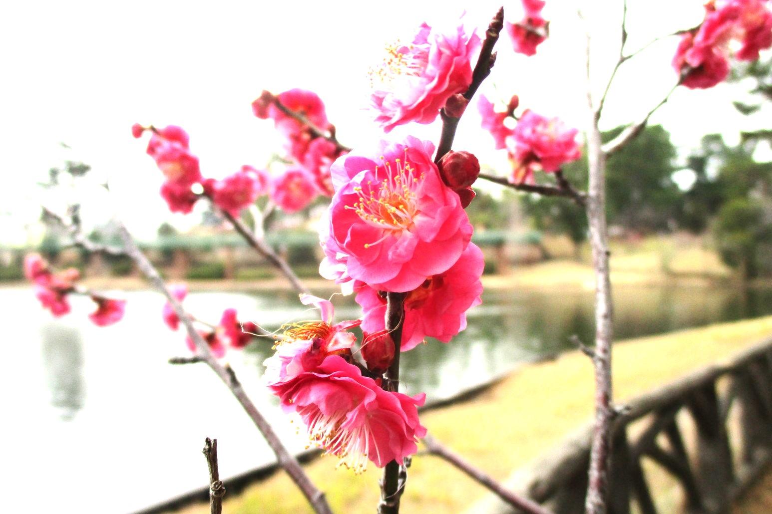 2024年2月2日現在の葵梅林の梅の開花状況です！
