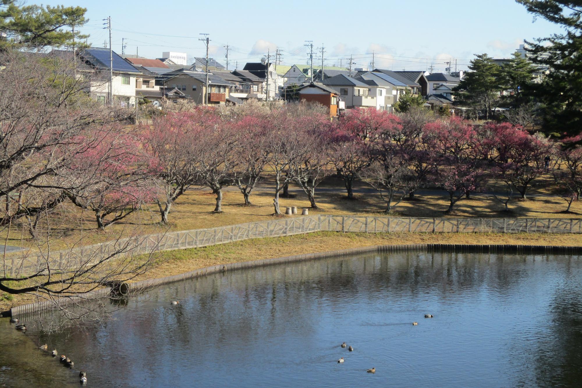 2024年2月6日現在の葵梅林の梅の開花状況です！