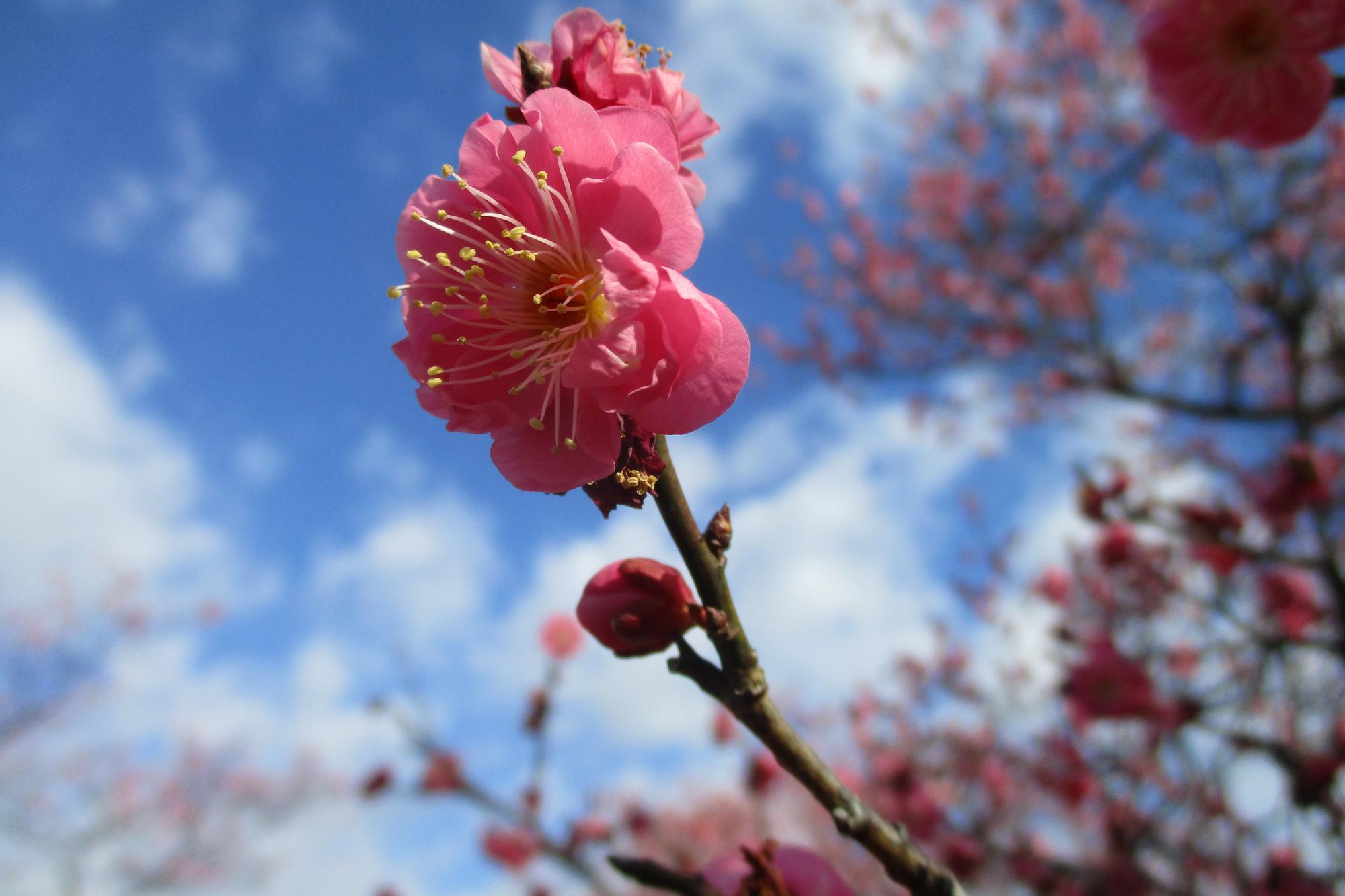 2024年2月9日現在の葵梅林の梅の開花状況です！
