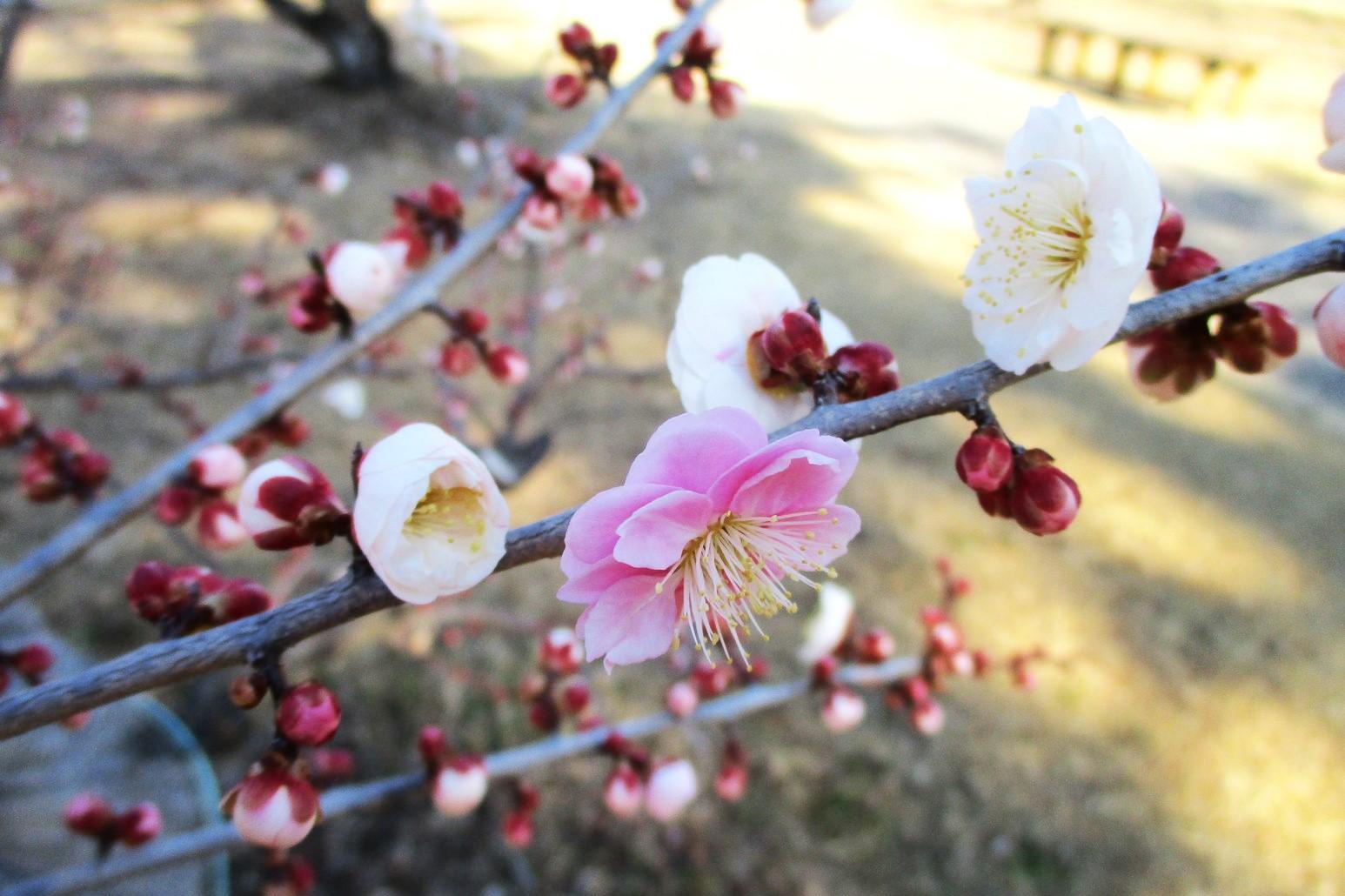 2024年2月13日現在の葵梅林の梅の開花状況です！
