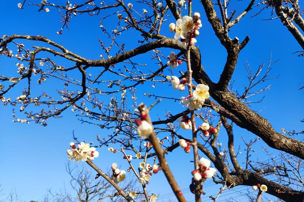 2月14日(水)の梅の開花状況です。