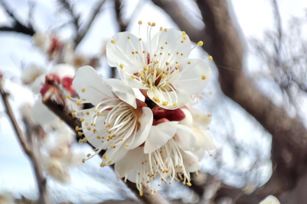 2月16日(金)の梅の開花状況です。