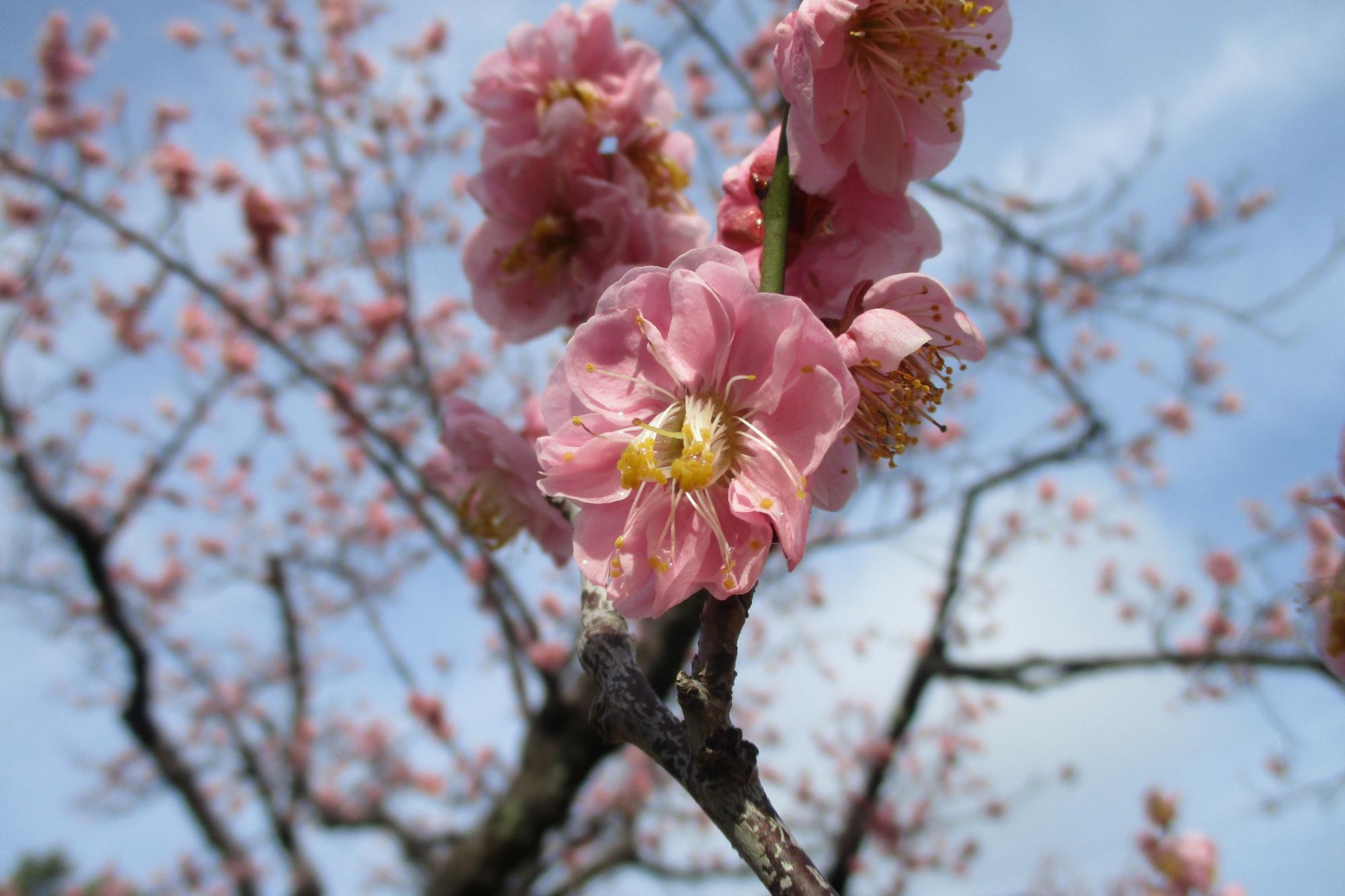 2024年2月20日現在の葵梅林の梅の開花状況です！
